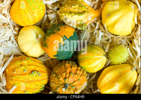 Knochenmark und Squash Lebensmittel auf Verkauf in Radda in Chianti, Toskana, Italien Stockfoto