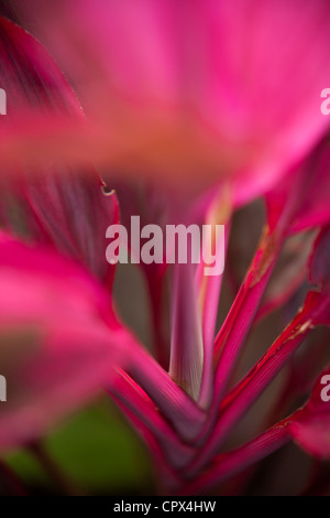 Rosa großblättrige Pflanze, Negros, Philippinen Stockfoto
