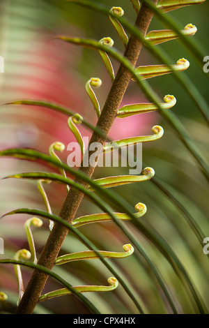 Farn Detail, Negros, Philippinen Stockfoto