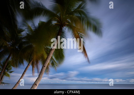 Palmen im Wind, am Strand von San Juan, Siquijor, die Visayas, Philippinen Stockfoto