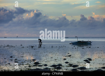 ein Mann, das Sammeln von Muscheln bei Ebbe, Siquijor, die Visayas, Philippinen Stockfoto