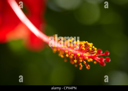 Hibiskus, Siquijor, Visayas, Philippinen Stockfoto