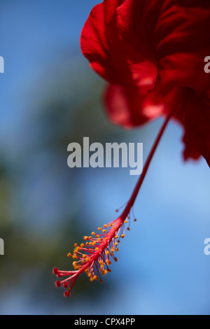 Hibiskus, Siquijor, Visayas, Philippinen Stockfoto