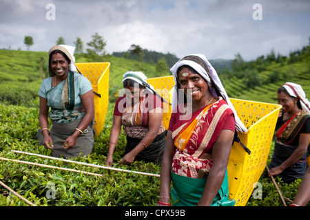 Tee-Pflückerinnen auf Pedro Estate, Nuwara Eliya, Southern Highlands, Sri Lanka Stockfoto