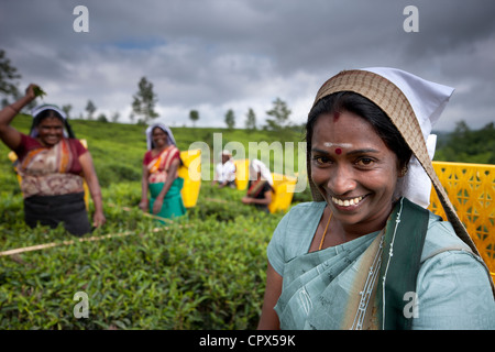 Tee-Pflückerinnen auf Pedro Estate, Nuwara Eliya, Southern Highlands, Sri Lanka Stockfoto