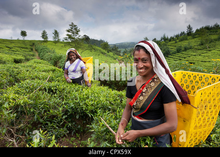 Tee-Pflückerinnen auf Pedro Estate, Nuwara Eliya, Southern Highlands, Sri Lanka Stockfoto