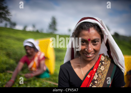 Tee-Pflückerinnen auf Pedro Estate, Nuwara Eliya, Southern Highlands, Sri Lanka Stockfoto