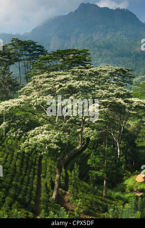 Tee wächst Nr. Laabookellie, Nr. Nuwara Eliya, Sri Lanka Stockfoto