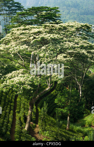 Tee wächst Nr. Laabookellie, Nr. Nuwara Eliya, Sri Lanka Stockfoto