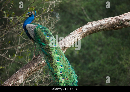 ein Pfau, Wilpattu Nationalpark, Sri Lanka Stockfoto