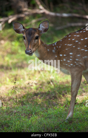 Gefleckte Rehe, Wilpattu Nationalpark, Sri Lanka Stockfoto