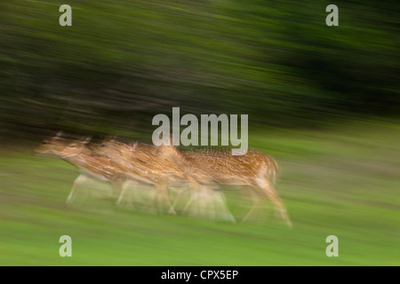 Gefleckte Rehe, Wilpattu Nationalpark, Sri Lanka Stockfoto