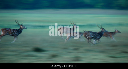 Gefleckte Rehe, Wilpattu Nationalpark, Sri Lanka Stockfoto