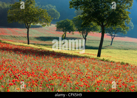 Mohnblumen in einem Feld nr Norcia, Umbrien, Italien Stockfoto