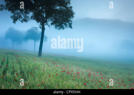 Mohnblumen in einem Feld nr Norcia, Umbrien, Italien Stockfoto