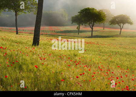 Mohnblumen in einem Feld nr Norcia, Umbrien, Italien