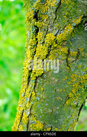 Abschnitt der Rinde eines Baumes mit Moos drauf Stockfoto