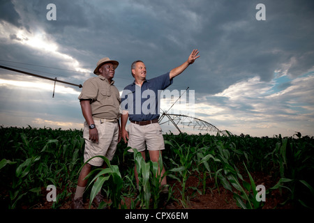 Zwei Bauern stehen in einem Feld von Pflanzen Stockfoto