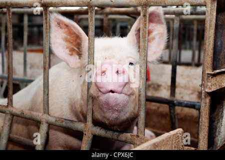 Ferkel, sitzend in einem Käfig, Blick in die Kamera Stockfoto