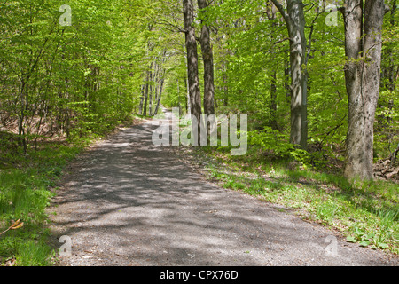 Weg in den Frühlingswald Stockfoto