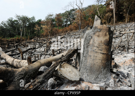 SIERRA LEONE, Kent, die illegale Abholzung des Regenwaldes an der westlichen Bereich Halbinsel Wald, das Holz wird für Kohle und Brennholz verwendet Stockfoto