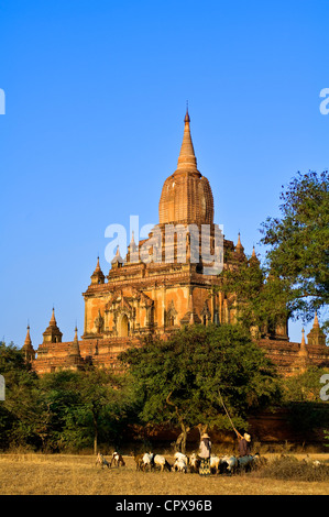 Myanmar Burma Mandalay Abteilung Bagan Pagan Old Bagan Sulamani Pagode Pahto Sulamani errichtet Ende des 12. Jahrhunderts Hirten mit Stockfoto