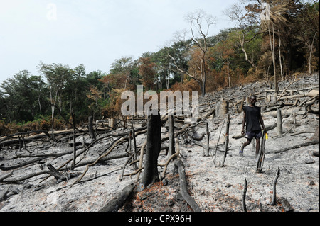 SIERRA LEONE, Kent, die illegale Abholzung des Regenwaldes an der westlichen Bereich Halbinsel Wald, das Holz wird für Kohle und Brennholz verwendet Stockfoto