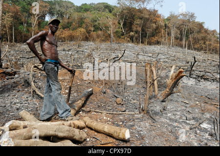 SIERRA LEONE, Kent, die illegale Abholzung des Regenwaldes an der westlichen Bereich Halbinsel Wald, das Holz wird für Kohle und Brennholz verwendet Stockfoto