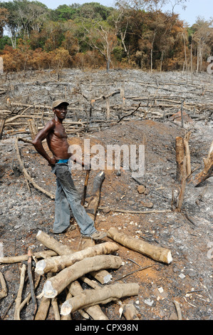 SIERRA LEONE, Kent, die illegale Abholzung des Regenwaldes an der westlichen Bereich Halbinsel Wald, das Holz wird für Kohle und Brennholz verwendet Stockfoto