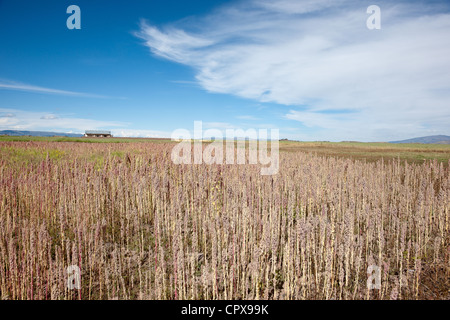 Quinoa-Feld bereit für die Ernte in den peruanischen Anden. Landschaft. Stockfoto