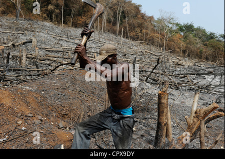 SIERRA LEONE, Kent, die illegale Abholzung des Regenwaldes an der westlichen Bereich Halbinsel Wald, das Holz wird für Kohle und Brennholz verwendet Stockfoto