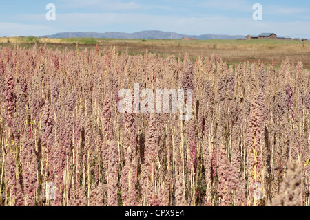 Quinoa-Feld bereit für die Ernte in den peruanischen Anden. Landschaft. Stockfoto