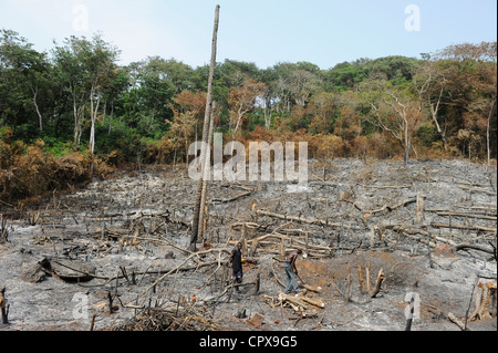 SIERRA LEONE, Kent, die illegale Abholzung des Regenwaldes an der westlichen Bereich Halbinsel Wald, das Holz wird für Kohle und Brennholz verwendet Stockfoto