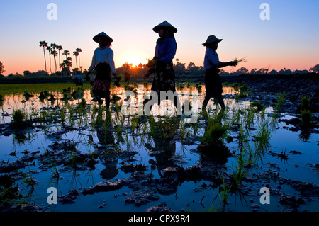 Myanmar Burma Mandalay Abteilung Ava unweit Kyaung mich Nu Ok Kloster Ma Te Tin Marmaraye San San gewinnen Umpflanzen Reis Stockfoto