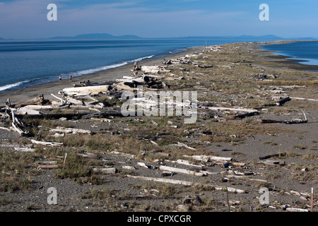 Sand spucken - Dungeness National Wildlife Refuge - Sequim, Washington, USA Stockfoto