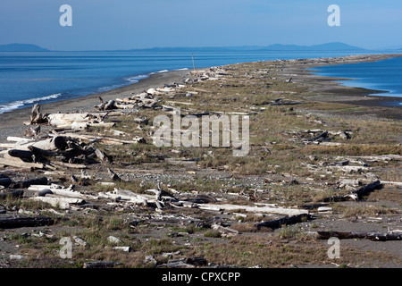 Sand spucken - Dungeness National Wildlife Refuge - Sequim, Washington, USA Stockfoto