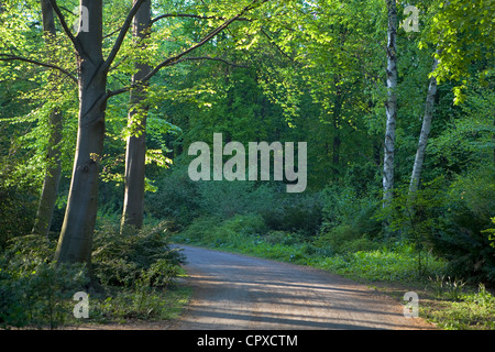 Sonnigen Weg durch den Tiergarten ("Tier-Garten"), Berlin, Deutschland Stockfoto