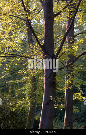 Sonnendurchflutetes Laub im Tiergarten ("Tier-Garten"), Berlin, Deutschland Stockfoto