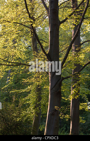 Sonnendurchflutetes Laub im Tiergarten ("Tier-Garten"), Berlin, Deutschland Stockfoto