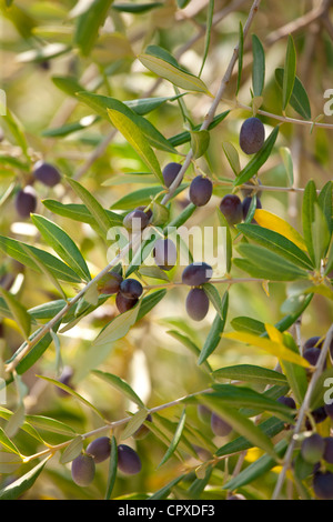 Schwarze Oliven in Olivenhain traditionelle, Val D'Orcia, Toskana, Italien Stockfoto