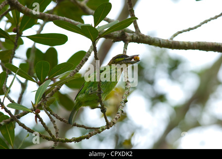 schöne grün-Schmuckschildkröte Barbet (Mgalaima Faiostrica) in fruchttragenden Baum Stockfoto