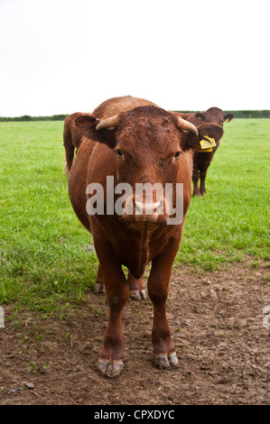 Junge Devon Ruby Red Rinder auf einer Weide Stockfoto