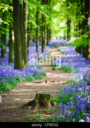 Glockenblumen in voller Blüte über dem Boden in einem Teppich aus blau in einem schönen Strand Baum Waldgebiet in Hertfordshire, England, UK Stockfoto