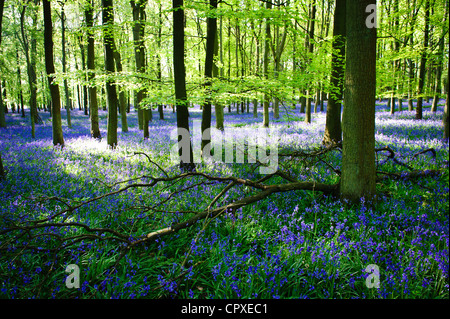 Glockenblumen in voller Blüte über dem Boden in einem Teppich aus blau in einem schönen Strand Baum Waldgebiet in Hertfordshire, England, UK Stockfoto