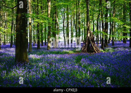 Glockenblumen in voller Blüte über dem Boden in einem Teppich aus blau in einem schönen Strand Baum Waldgebiet in Hertfordshire, England, UK Stockfoto