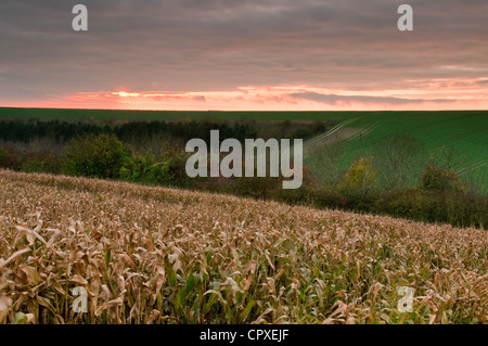 South Downs, Hampshire Stockfoto