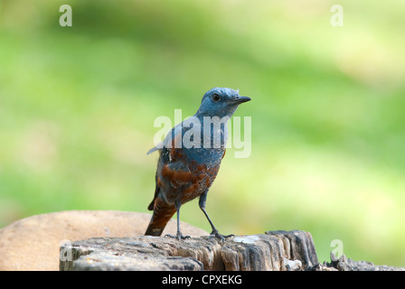 schöne männliche blaue Rock Soor (Monticola Solitarius) stehend auf log Stockfoto