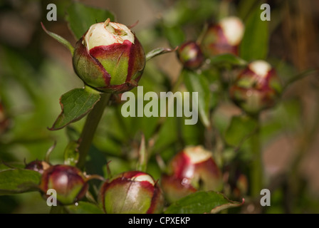 Paeonia Lactiflora 'Shirley Temple' Stockfoto