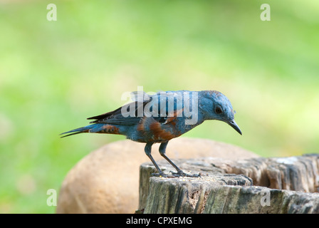 schöne männliche blaue Rock Soor (Monticola Solitarius) stehend auf log Stockfoto