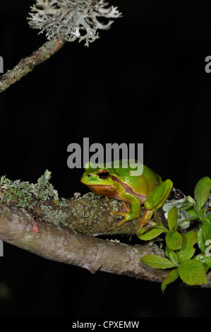Europäische / gemeinsame Laubfrosch (Hyla Arborea) sitzen auf Flechten bedeckt Zweig der Strauch in der Nacht Stockfoto